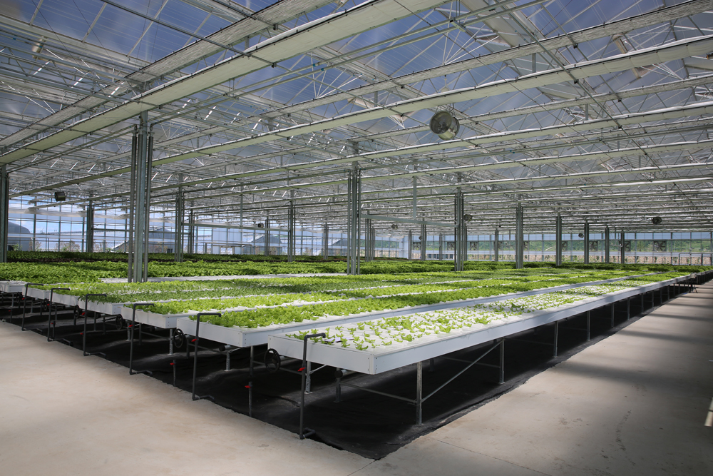 The Difference Between Intelligent Greenhouses and Traditional Greenhouses